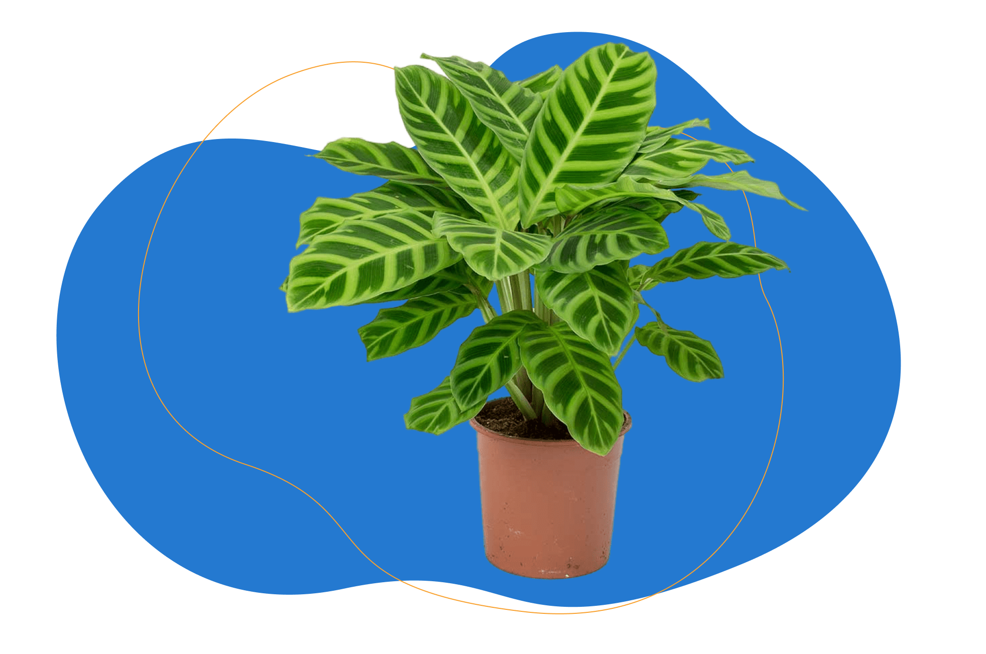 Calathea Zebrina - Zebraplant